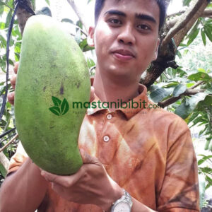 Mangga_mahatir_2
