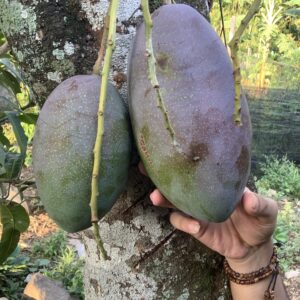 mangga_red_emperor_1