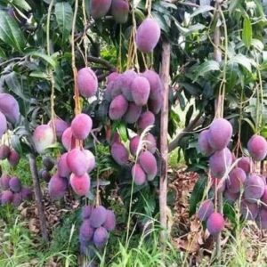 mangga_red_emperor_5