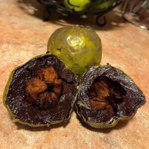 black_sapote_2