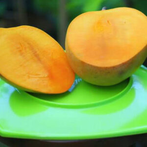 mangga_agrimania_6