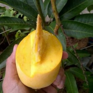 mangga_okyong_2