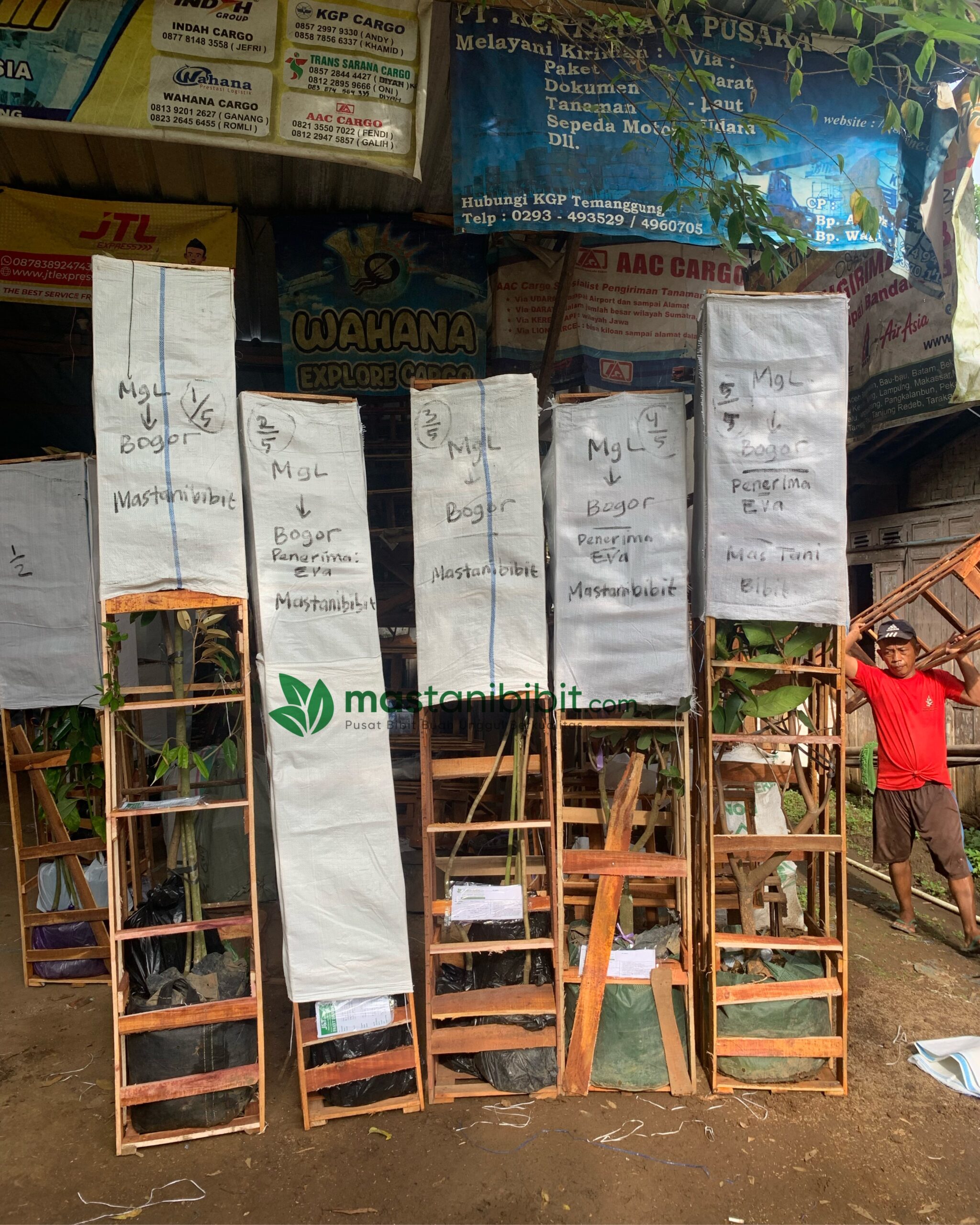 packaging-mastanibibit-2